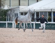 x del Buttasella Tosc Tour2013- S5 1715 : Arezzo, Cavalli d'Italia, Clara del Buttasella, Toscana Tour 2013, foto di Stefano Secchi ©